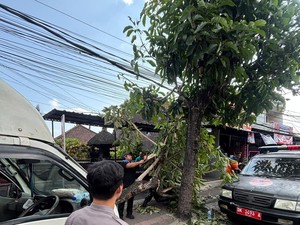 Pikap Oleng Tabrak Pohon di Sempidi Badung, Sopir Tewas