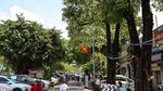 Pohon Hoa Sua Memang Ikonik dan Adem, tapi Aromanya Bikin Sakit Kepala