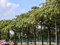 Pohon Hoa Sua Memang Ikonik dan Adem, tapi Aromanya Bikin Sakit Kepala