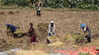  Sejumlah buruh tani melakukan aktivitas perontokan biji padi selepas memanen padi di Desa Rakit, Banjarnegara, Jawa Tengah, Selasa (20/10/2026). ANTARA FOTO/Aprillio Akbar  