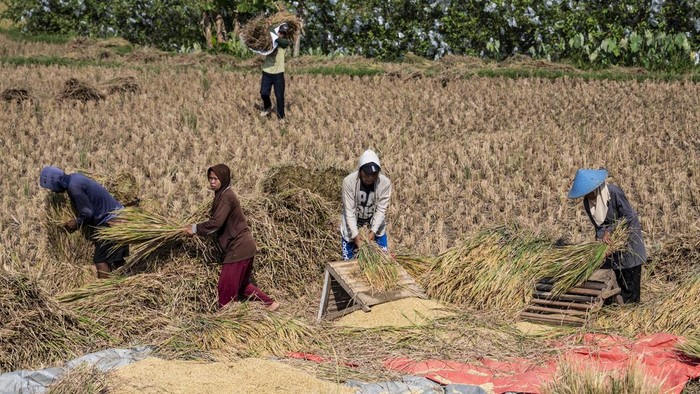 Buruh tani merontokkan biji padi saat panen di Desa Rakit, Banjarnegara, Jawa Tengah, Selasa (20/10/2026). Perum Bulog Wilayah Jawa Tengah mencatat realisasi penyerapan gabah petani hingga Oktober 2026 mencapai 406.253 ton setara beras atau 108,43 persen dari target tahunan sebesar 374.658 ton. ANTARA FOTO/Aprillio Akbar/nz