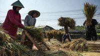 Para petani Jawa Tengah sebenarnya hanya ditargetkan untuk mencapai hasil panen sebesar 374.658 ton. ANTARA FOTO/Aprillio Akbar  