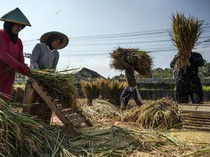 Serapan Gabah Bulog Jateng Tembus 108 Persen dari Target Tahunan