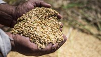Capaian serapan gabah petani kini telah melampaui target hingga sebesar 108,43 persen dari target tahunan. ANTARA FOTO/Aprillio Akbar  