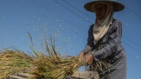Proses perontokan biji padi dilakukan dengan menggunakan papan dari kayu. ANTARA FOTO/Aprillio Akbar