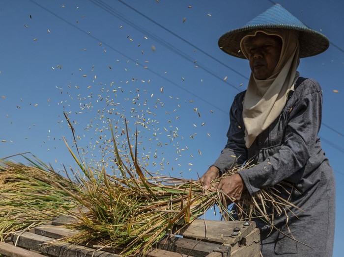 Buruh tani merontokkan biji padi saat panen di Desa Rakit, Banjarnegara, Jawa Tengah, Selasa (20/10/2026). Perum Bulog Wilayah Jawa Tengah mencatat realisasi penyerapan gabah petani hingga Oktober 2026 mencapai 406.253 ton setara beras atau 108,43 persen dari target tahunan sebesar 374.658 ton. ANTARA FOTO/Aprillio Akbar/nz