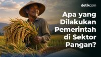 Apa yang Dilakukan Pemerintah di Sektor Pangan?