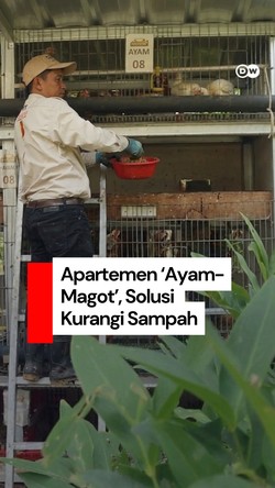 Video: Apartemen Ayam-Magot, Solusi Kurangi Sampah & Tingkatkan Ekonomi Warga