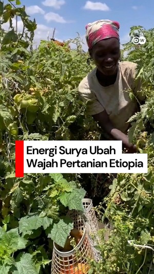 Video: Bye Diesel! Peralihan ke Tenaga Surya Bikin Petani Ini Jadi Sering Panen