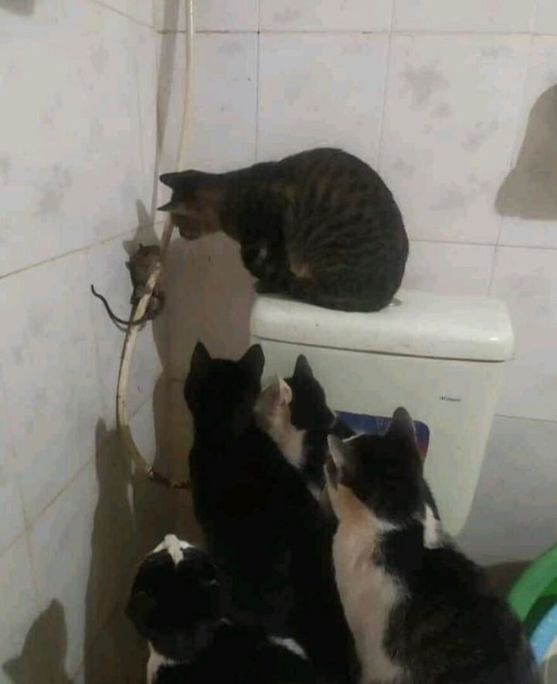 Deretan foto absurd memperlihatkan kejadian tak terduga yang bikin melongo