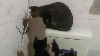 Satu tikus dikepung segerombolan kucing! Bukannya kabur, tikus ini malah bikin para kucing penasaran. Situasi menegangkan yang justru terlihat seperti rapat dadakan. Foto: Boredpanda