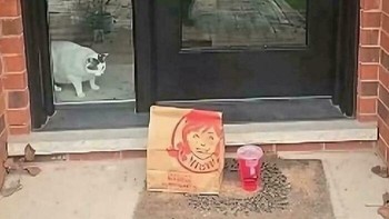 Si putih cuma bisa menatap dengan penuh harapan. Ada makanan di depan pintu, tetapi sayangnya bukan untuk dia. Ekspresinya bikin kasihan sekaligus ngakak. Foto: Boredpanda