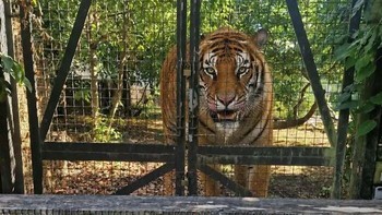 Harimau ini melihat kamu bukan sebagai pengunjung, melainkan sepotong daging lezat! Papan peringatan di depan kandangnya mengingatkan pengunjung agar tidak melewati pagar pembatas. Ngeri juga kalau jadi menu makan siang si belang! Foto: Boredpanda