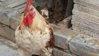 Ada yang bisa jelaskan apa yang terjadi di sini? Seekor ayam jantan berdiri dengan santainya di atas tubuh burung lain. Pemandangan yang bikin geleng-geleng kepala. Foto: Boredpanda