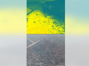 Drone WWF Beri Jawaban Mengapa Api Lahan Gambut Sulit Dipadamkan