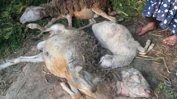Ternak kambing warga Dusun Plalar, Desa Tengklik, Kecamatan Tawangmangu, Kabupaten Karanganyar, mati diserang warga, Rabi (21/10/2026).
