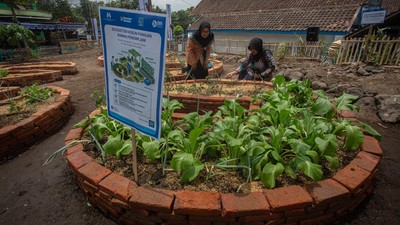 Kebun Sayuran Organik Perempuan di Sleman Dorong Ketahanan Pangan Keluarga