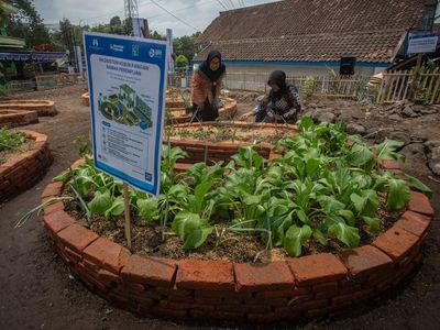 Kebun Sayuran Organik Perempuan di Sleman Dorong Ketahanan Pangan Keluarga