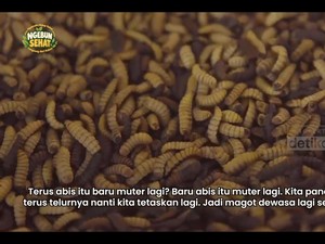 Video: Budidaya Belatung Maggot untuk Bersih-bersih Sampah Organik