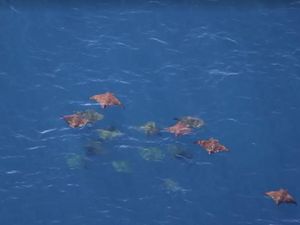 Video: Melihat Migrasi Hewan-hewan Laut Gara-gara El Nino