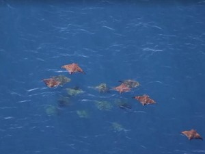 Video: Melihat Migrasi Hewan-hewan Laut Gara-gara El Nino