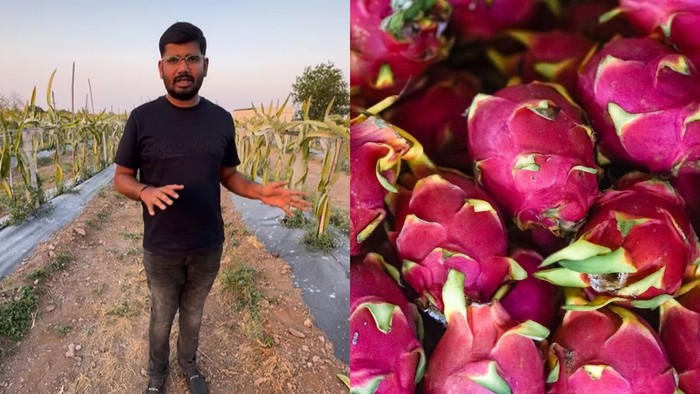 Modal 9.000 Bibit Buah Naga, Keluarga Petani Ini Panen Cuan Miliaran!