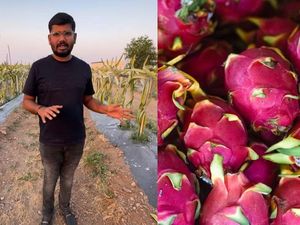 Modal 9.000 Bibit Buah Naga, Keluarga Petani Ini Panen Cuan Miliaran!