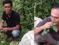 Kepergok Nyuri, 2 Pria di Deli Serdang Dihukum Warga Makan Daun Pepaya