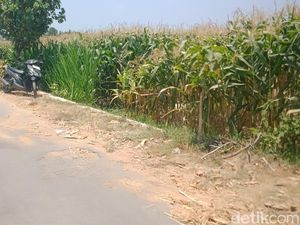 Misteri Wanita Tergeletak Bersimbah Darah di Persawahan Nangsri Klaten