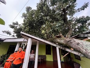 Pohon Rambutan Tumbang Timpa Rumah Imbas Angin Kencang di Kota Bogor