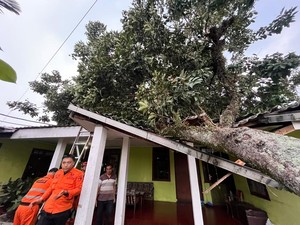 Pohon Rambutan Tumbang Timpa Rumah Imbas Angin Kencang di Kota Bogor