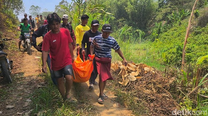 Pria di Polman tewas tertimpa pohon tumbang saat ditebang.