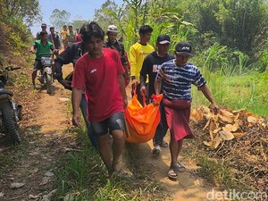 Pria di Polman Tewas Tertimpa Pohon Tumbang Saat Ditebang
