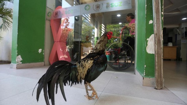 Ayam Jantan Ini Sudah Bertahun-Tahun Setia Menunggu Pemiliknya di RS