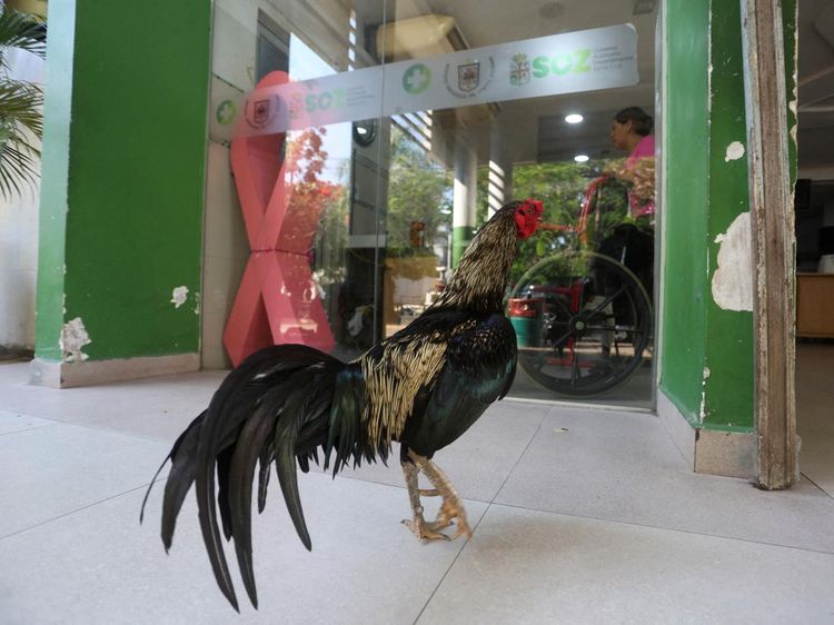Ayam Jantan Ini Sudah Bertahun-Tahun Setia Menunggu Pemiliknya di RS