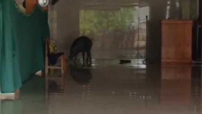 Celeng ditembak mati usai masuk masjid di Dukuh Selogender, Desa Gempol, Kecamatan Jati, Kabupaten Blora, Rabu (21/10/2026).