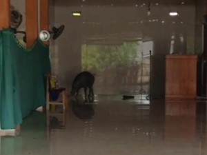 Video: Momen Warga Evakuasi Babi Hutan yang Masuk Masjid di Blora