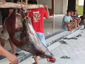 Babi Hutan Masuk Masjid di Blora Ditembak Mati, Dagingnya Dibagi ke Warga