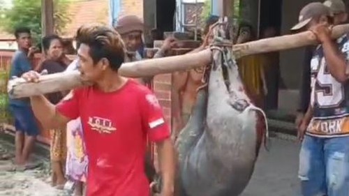 Celeng ditembak mati usai masuk masjid di Dukuh Selogender, Desa Gempol, Kecamatan Jati, Kabupaten Blora, Rabu (21/10/2026).