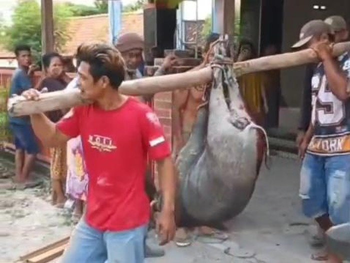 Celeng ditembak mati usai masuk masjid di Dukuh Selogender, Desa Gempol, Kecamatan Jati, Kabupaten Blora, Rabu (21/10/2026).
