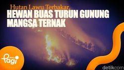 Video: Hutan Lawu Terbakar, Hewan Buas Turun Gunung Mangsa Ternak