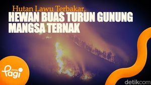 Video: Hutan Lawu Terbakar, Hewan Buas Turun Gunung Mangsa Ternak
