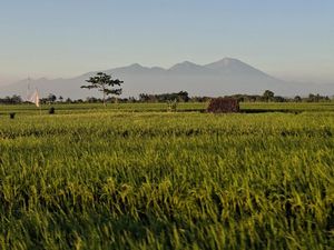 Pemprov NTB Klaim Produksi Pangan Tak Terganggu meski Ada Kemarau Panjang