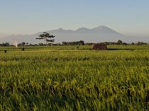 Pemprov NTB Klaim Produksi Pangan Tak Terganggu meski Ada Kemarau Panjang