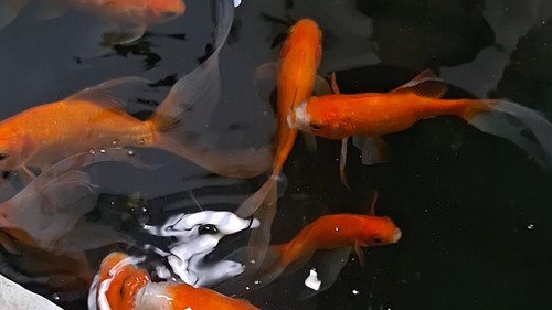 Ikan hias di salah satu kolam ikan milik warga Mataram, Kamis (22/10/2026). (Nathea Citra/detikBali)
