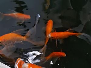 Yuk Ikut! Dinas Perikanan Mataram Beri Pelatihan Budi Daya Ikan Hias Gratis