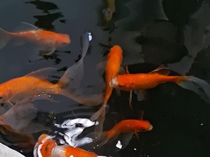 Yuk Ikut! Dinas Perikanan Mataram Beri Pelatihan Budi Daya Ikan Hias Gratis