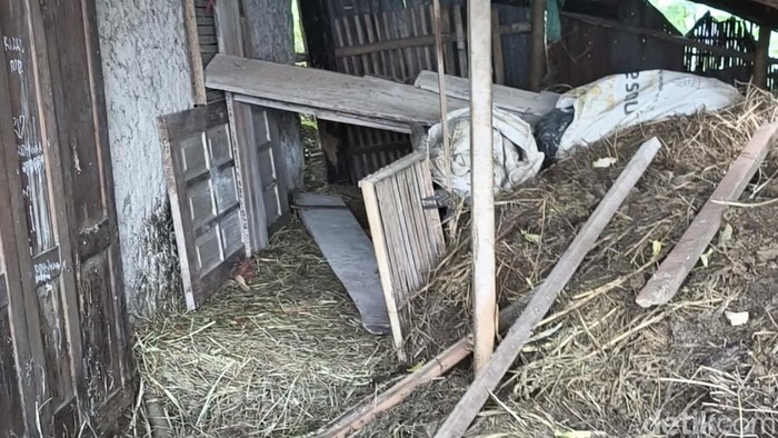 Kondisi kandang kambing Rizal, warga Desa Tengklik, Kecamatan Tawangmangu, Kabupaten Karanganyar, Kamis (22/10/2026).