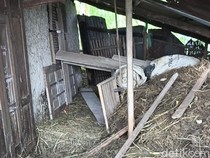 Momen Mbah Sugini Usir Macan Pemangsa Kambing Pakai Lemparan Sandal
