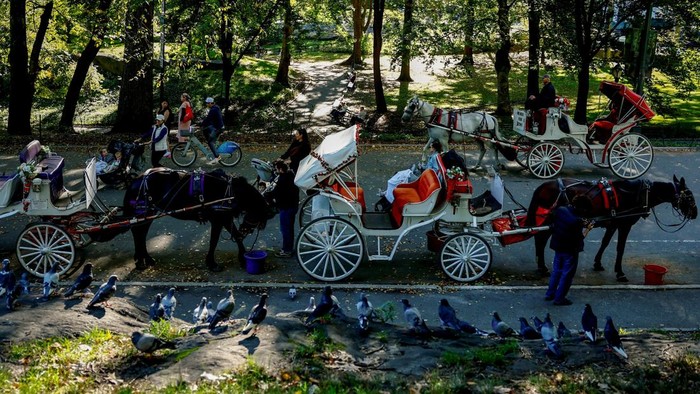 Keliling Central Park Naik Kereta Kuda Terancam Tinggal Kenangan Carriage horses stand near Central Park in New York City, US, October 15, 2026. REUTERS/Jeenah Moon